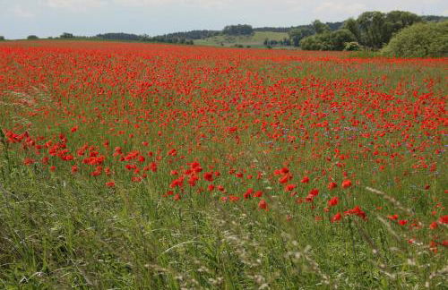 Ferienwohnung Am Weltnaturerbe Grumsin - Foto 28
