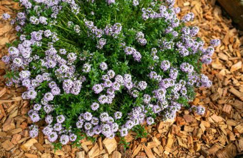 La casa tra gli ulivi - Foto 7