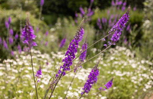 Mafeking by inspirestays-com - Foto 62