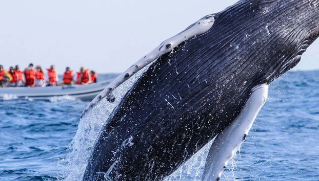 Admiring the whales' acrobatics
