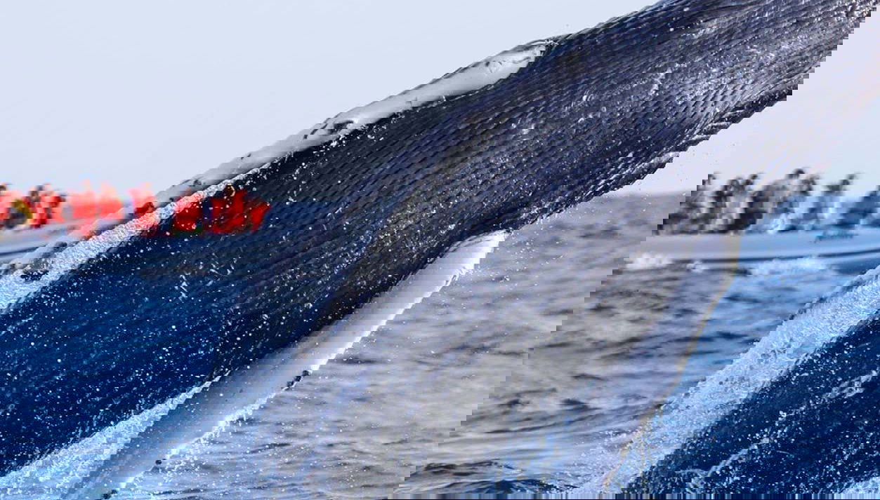 Contemplez le saut d’une baleine