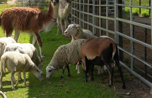 Agroturystyka Marianówek - Foto 20