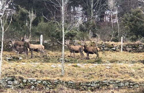 La Ferme du Nol - Foto 20