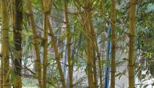 Sitio na floresta px a Belém - Foto 3