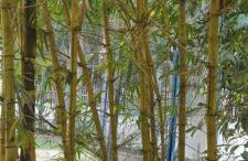 Sitio na floresta px a Belém - Photo 3