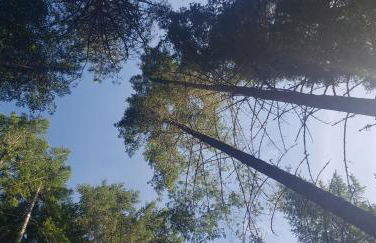 Blissful Solitude Cottage - Foto 26