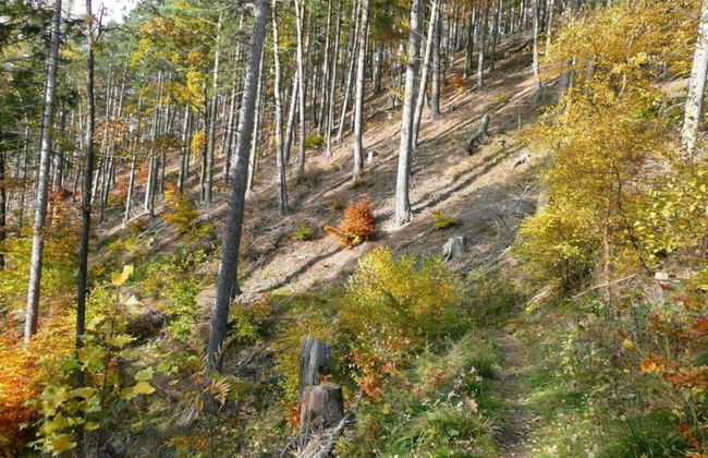 Wohnung Nahe Inselsberg Wanderwege - Foto 29