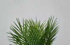 Tour Est - T2 entre Cité Médiévale et Bastide - Foto 16