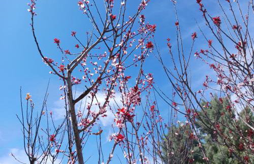 Kleoni's cottage - Foto 37