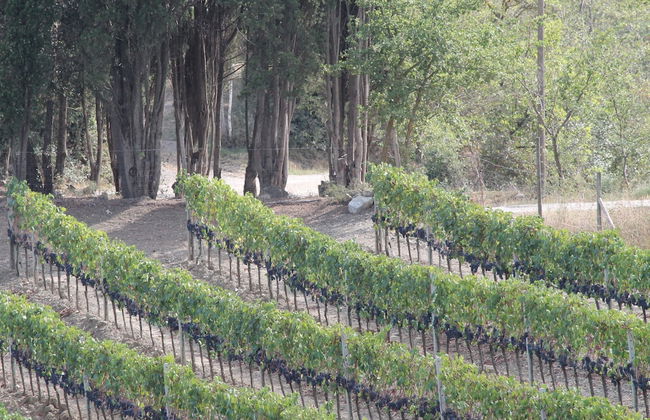 Agriturismo Il Poderuccio - Foto 37