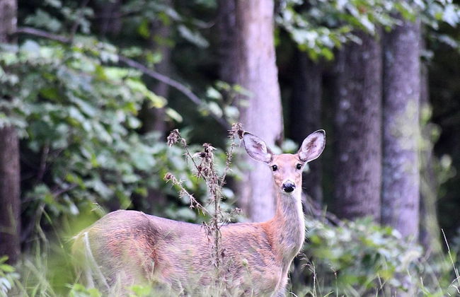 The Outlook - A Majestic View! - Foto 15