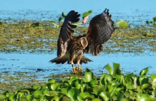 StylishAptWtrGrdnOppLake&Prk&Yrd - Foto 36