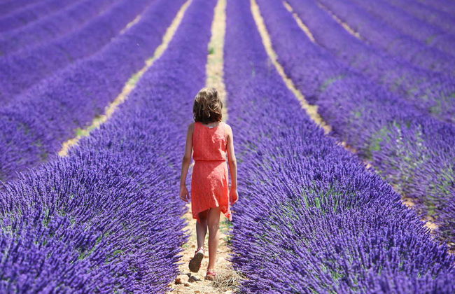Excursion à la découverte de la lavande à Sault - Photo 2