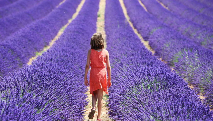 Les champs de lavande de Sault