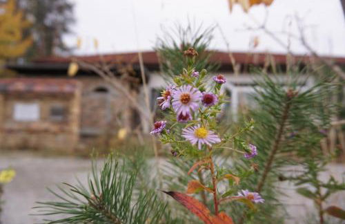 Ferienwohnung GNUBBEL am Wald - Foto 2