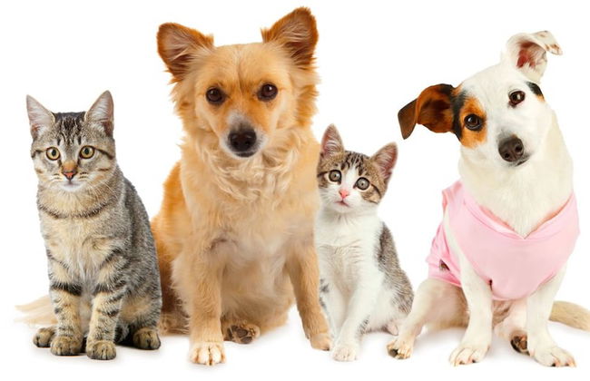 Seattle House - Foto 29