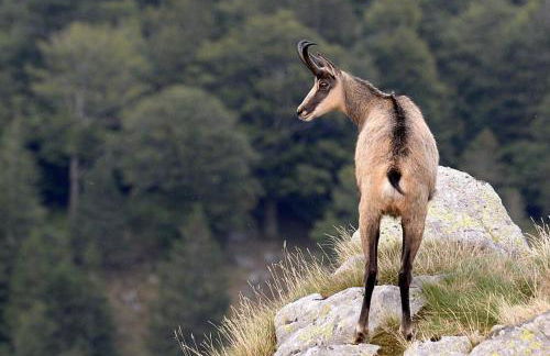 Chalet luxueux avec piscine intérieure - Foto 33