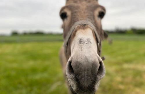 Villenouan domaine et gites - Photo 31