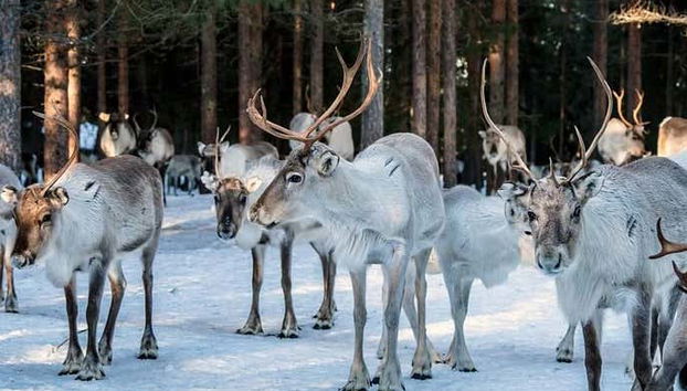 Vous verrez les rennes de près
