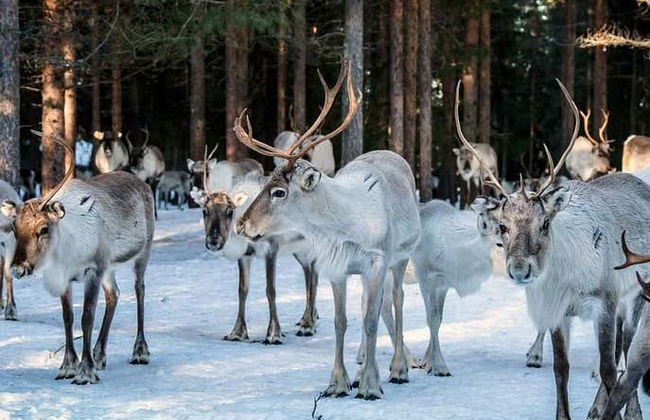 Balade en traîneau tiré par des rennes - Foto 4