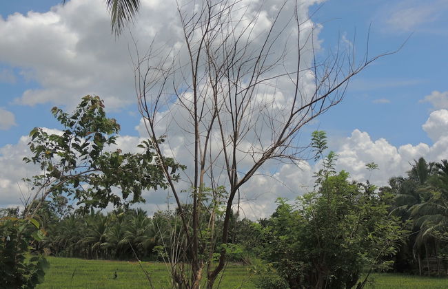 Milk House Cottage Udawalawe - Foto 29