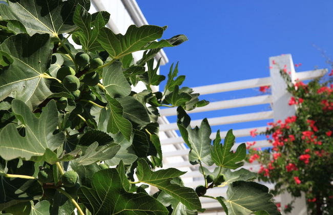 Muskebi Apart - Foto 51