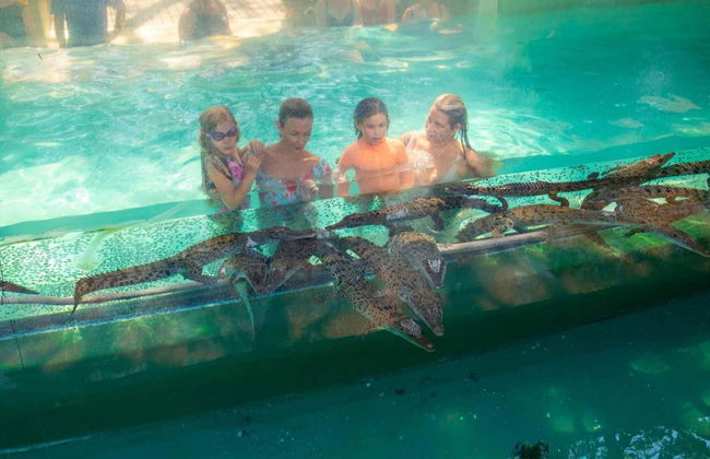 Biglietti per la Crocosaurus Cove - Foto 7