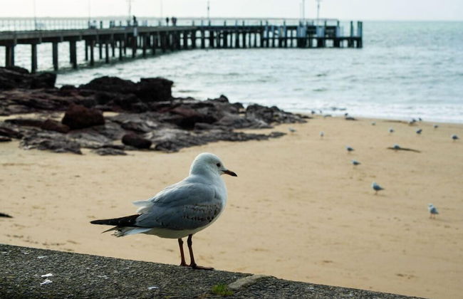 Phillip Island Towers - Photo 43