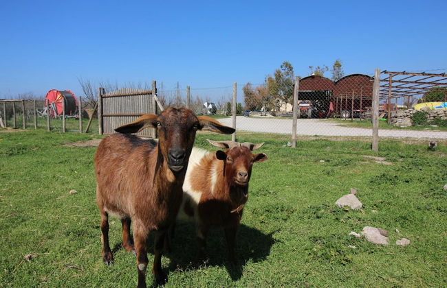 Agriturismo Porta Sirena - Foto 33