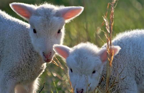 Margarethenhof - Foto 8