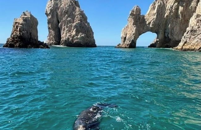 Villa in Los Cabos with swimming pool and garden - Foto 25