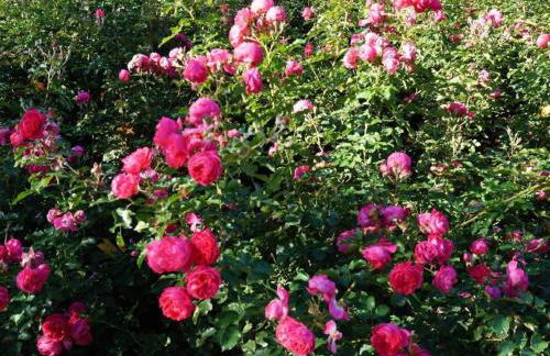 Holiday Home Fh Molkenberg by Interhome - Foto 6