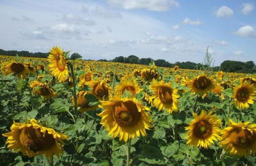 Holiday Home Oderhäuschen by Interhome - Photo 17