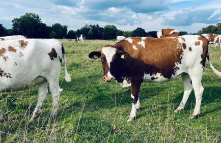 Kleine Burg Ovelgönne - Foto 38