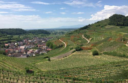 Winzerhof Bitzenhofer - Foto 20