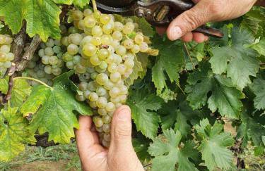 Tenuta i Lecci di Gurian Roberta Maura - Foto 69