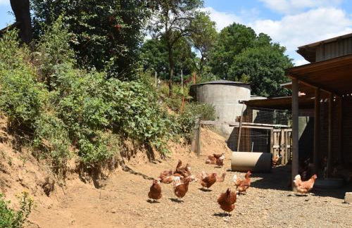 Ferienhaus auf Einem Bauernhof in Bad Wildungen - Foto 58