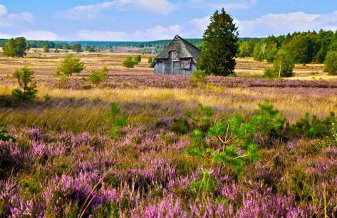 Ferienwohnung Heideschwedin - Foto 20