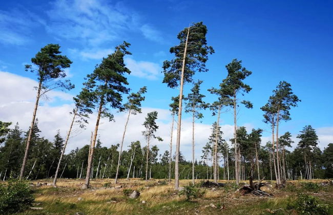 6 Person Holiday Home in Vaeggerlose - Foto 15