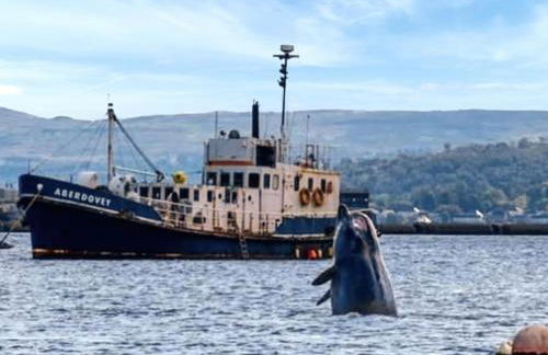 Grouse Lodge - Foto 13