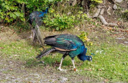 1 Bed in Capel Dewi 85671 - Foto 12