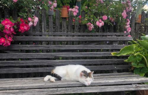 Gästehof Huber - Foto 9