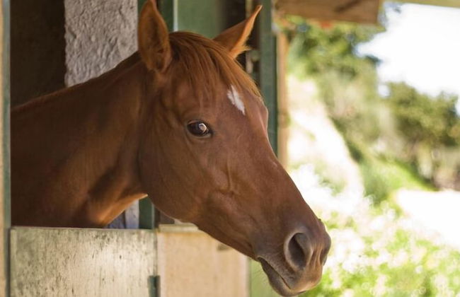 Tenuta di Roccadia - Foto 15