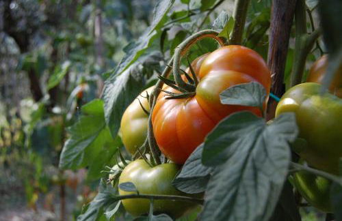 Agriturismo Antico Loggiato - Foto 26