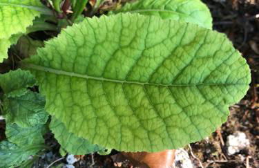 QUINTA do SOUTO BARCIADEMERA - Foto 78