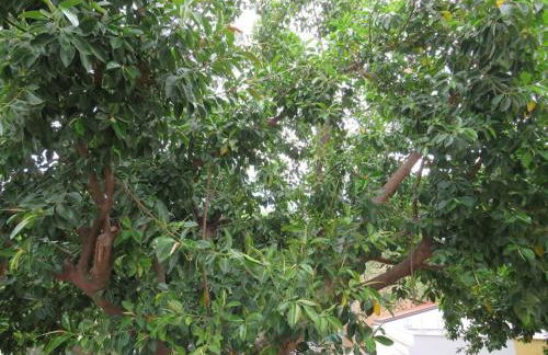 Relax nel verde- GioDaPi Palm - Foto 32