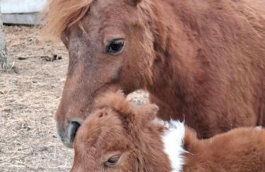 Family friendly house with a parking space Andrijasevci, Slavonija - 24939 - Foto 9
