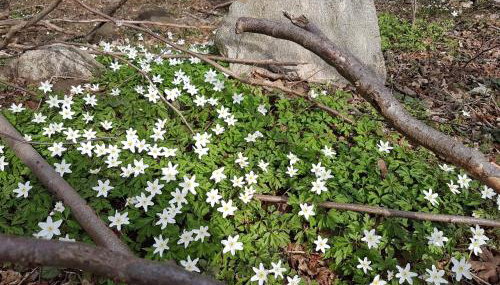 Ferienwohnungen am Malchiner See - Foto 2