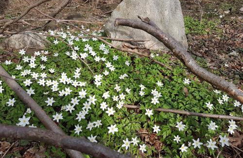 Ferienwohnungen am Malchiner See - Foto 2