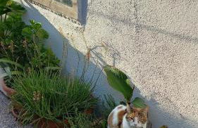 Seafront little House - Photo 18